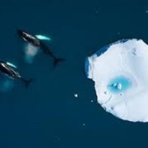 ¡RESUMEN DE LO ACORDADO EN LA CUMBRE DEL OCEANO¡