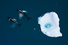 En este momento estás viendo ¡RESUMEN DE LO ACORDADO EN LA CUMBRE DEL OCEANO¡