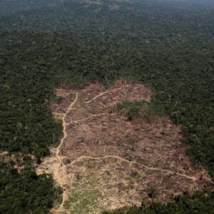 ¡AFRODESCENDIENTES REDUCEN LA DEFORESTACION Y CONSERVAR MEJOR¡