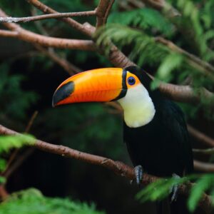¡COLOMBIA SEGUNDO PAIS DEL MUNDO CON MAS DATOS PUBLICOS SOBRE BIODIVERSIDAD ¡