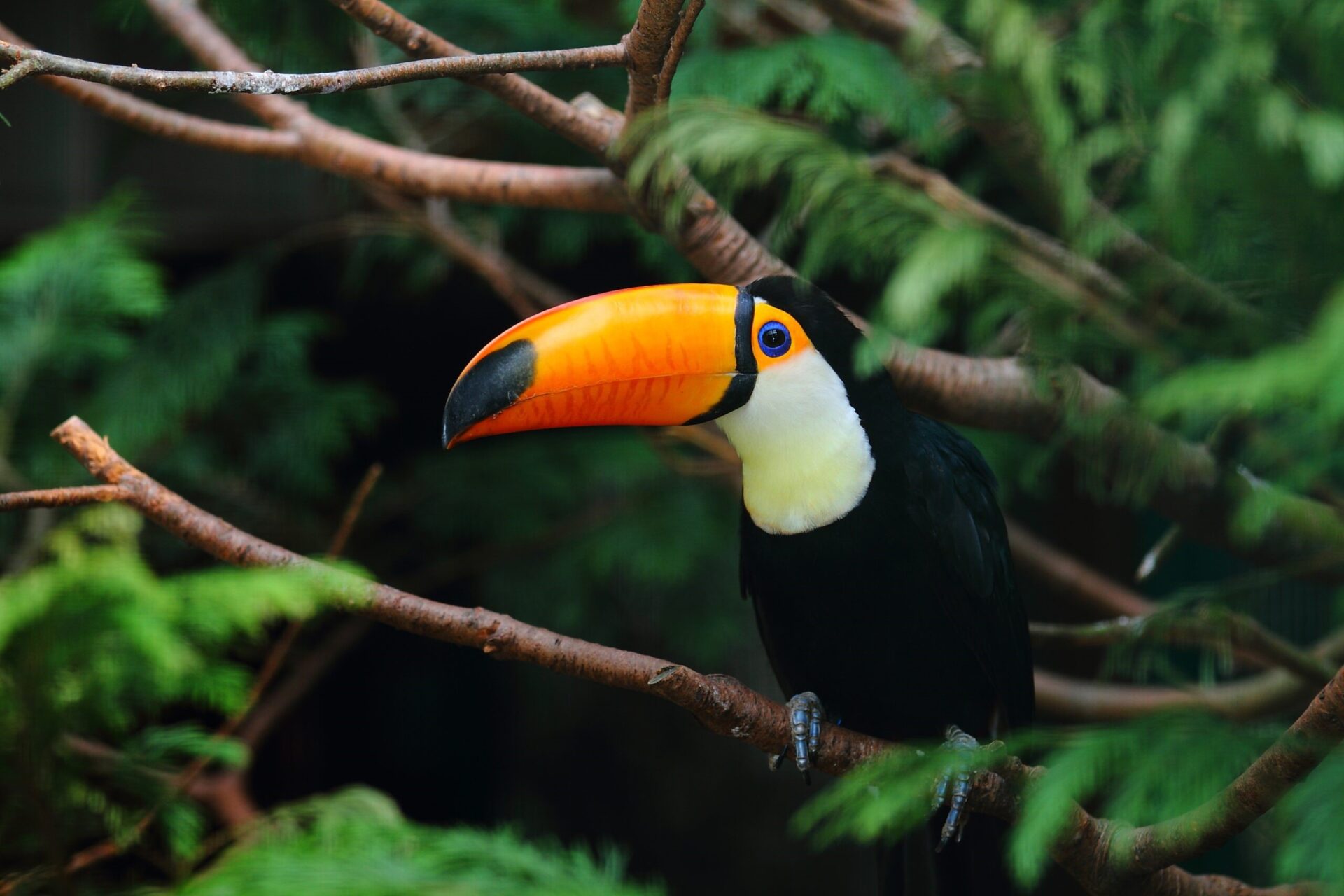 En este momento estás viendo ¡COLOMBIA SEGUNDO PAIS DEL MUNDO CON MAS DATOS PUBLICOS SOBRE BIODIVERSIDAD ¡