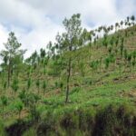 ¡SUDAMERICA CON ALTO PTENCIAL PARA REFORESTAR EL PLANETA¡