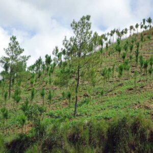 ¡SUDAMERICA CON ALTO PTENCIAL PARA REFORESTAR EL PLANETA¡