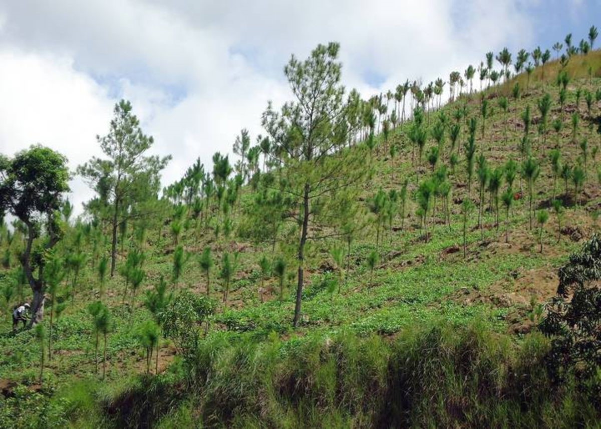 En este momento estás viendo ¡SUDAMERICA CON ALTO PTENCIAL PARA REFORESTAR EL PLANETA¡