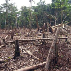 ¡177 MILLONES DE HECTAREAS DE BOSQUE PERDIDAS EN 20 AÑOS ¡