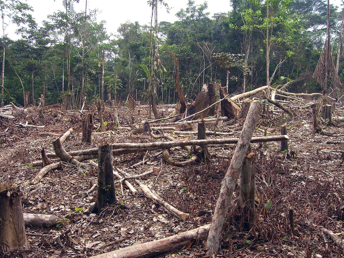 En este momento estás viendo ¡177 MILLONES DE HECTAREAS DE BOSQUE PERDIDAS EN 20 AÑOS ¡