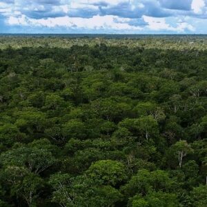¡ ALERTAS DE DEFORESTACION EN LA AMAZONIA CAYERON 16% EN SEGUNDO TRIMESTRE DE ESTE AÑO¡