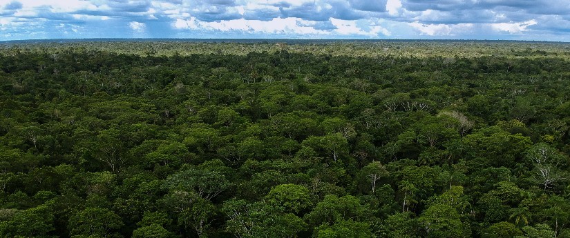 En este momento estás viendo ¡ ALERTAS DE DEFORESTACION EN LA AMAZONIA CAYERON 16% EN SEGUNDO TRIMESTRE DE ESTE AÑO¡