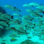 ¡HASTA UN 20 % MENOS DE PECES CADA AÑO POR EL CALENTAMIENTO DE  LOS MARES¡
