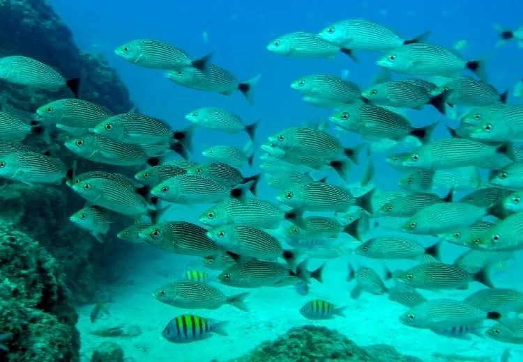 En este momento estás viendo ¡HASTA UN 20 % MENOS DE PECES CADA AÑO POR EL CALENTAMIENTO DE  LOS MARES¡