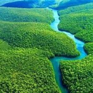 ¡LA AMAZONIA: REFORESTACION CARBONO Y DESARROLLO LOCAL EN UN MISMO PROYECTO ¡