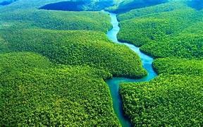 En este momento estás viendo ¡LA AMAZONIA: REFORESTACION CARBONO Y DESARROLLO LOCAL EN UN MISMO PROYECTO ¡