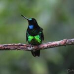¡LOS BOSQUES TROPICALES EN SUDAMERICA CON MENOS AVES¡