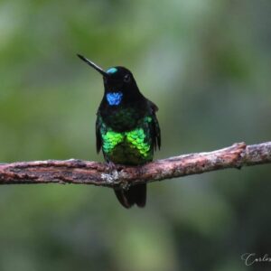 ¡LOS BOSQUES TROPICALES EN SUDAMERICA CON MENOS AVES¡