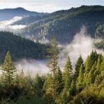 ¡EL 54% DE LOS BOSQUES DEL MUNDO ESTAN EN SOLO  CINCO NACIONES ¡