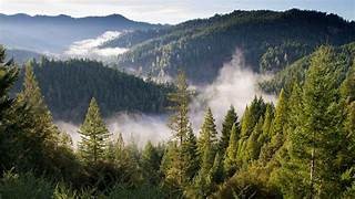 En este momento estás viendo ¡EL 54% DE LOS BOSQUES DEL MUNDO ESTAN EN SOLO  CINCO NACIONES ¡