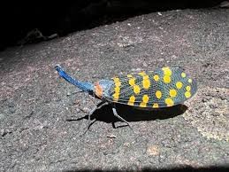 En este momento estás viendo ¡CRECE EL ARBOL DE LA VIDA, CIENTOS DE ESPECIES SE DESCUBREN  POR AÑO¡